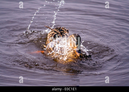 Un'anatra di mallardo femmina che scheggia intorno in un lago Foto Stock