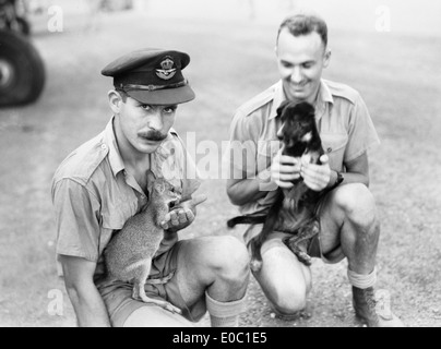 Questa fotografia mostra mascotte da squadrone nel 1943, tra cui canguri e wallaby, con soldati australiani durante la seconda guerra mondiale. L'immagine cattura la relazione unica tra il personale militare e le loro mascotte animali. Foto Stock