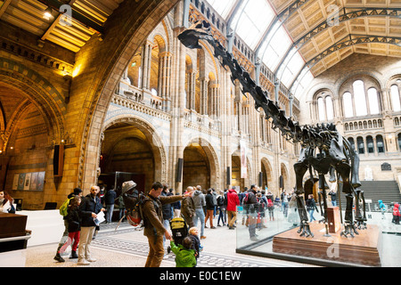 La statua del diplodocus conosciuta come 'Dippy' nella hall e il Museo di Storia Naturale di Londra, Inghilterra, Regno Unito Foto Stock