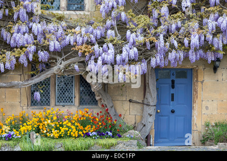 Il Glicine che cresce su un cottage in Broadway, Worcestershire, England, Regno Unito Foto Stock