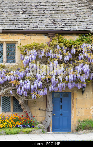 Il Glicine che cresce su un cottage in Broadway, Worcestershire, England, Regno Unito Foto Stock