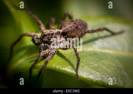 Spotted wolf spider (Pardosa amentata) Regno Unito Foto Stock