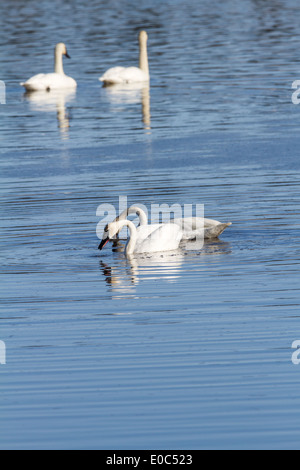Trumpeter Swan (Cygnus buccinatore) Bella bianca Trumpeter Swan, con riflessioni, nuotare in un lago blu. Foto Stock