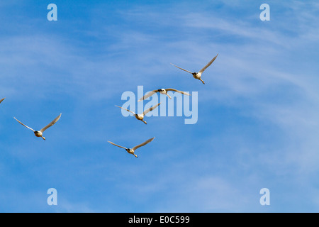 Magnifico, grazioso Tundra White Swan (Cygnus columbianus) in volo, contro un cielo blu, attraverso i campi di Alberta. Foto Stock