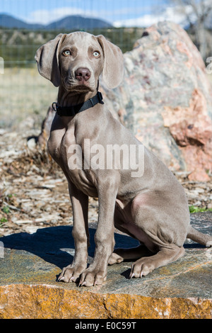 Weimaraner maschio cucciolo (14 settimane), tedesco allevati cane da caccia Foto Stock