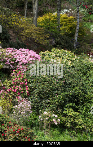 Varietà di fioritura dei rododendri nel giardino dell'Himalaya e Sculpture Park North Yorkshire England Regno Unito Europa può Foto Stock