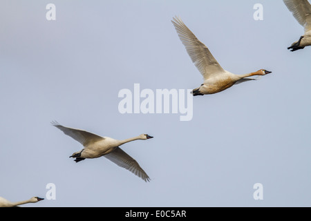 Magnifico, grazioso Tundra White Swan (Cygnus columbianus) in volo, contro un cielo blu, attraverso i campi di Alberta. Foto Stock