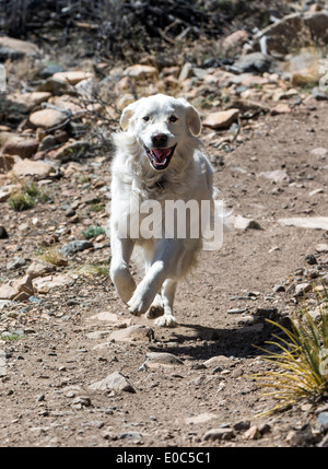 Color platino Golden Retriever cane che corre su un sentiero di montagna Foto Stock