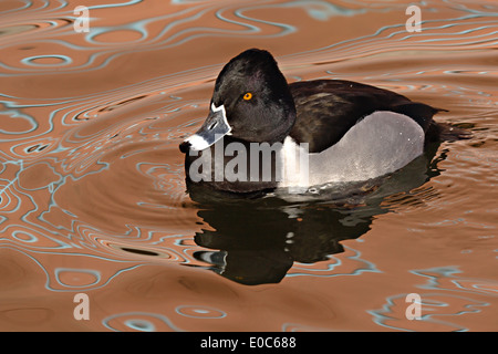 Un ritratto di un anello colli anatra drake su acqua colorata. Foto Stock