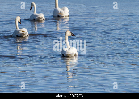 Trumpeter Swan (Cygnus buccinatore) Bella bianca Trumpeter cigni, nuotare in un lago blu. Rurale, Alberta, Canada Foto Stock