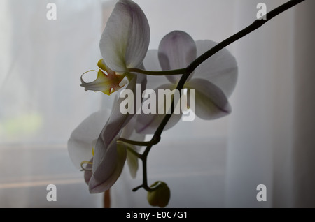 Fiore nella parte anteriore della finestra Foto Stock