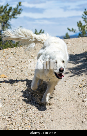 Color platino Golden Retriever cane che corre su un sentiero di montagna Foto Stock