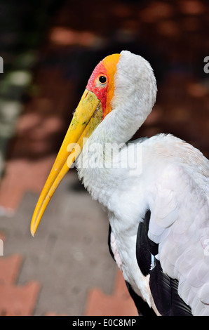 Giallo-fatturati cicogne Foto Stock