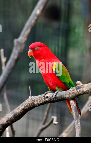 Lorius garrulus Foto Stock