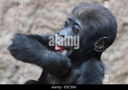 Leipzig, Germania. 08 Maggio, 2014. Cinque mesi di età baby gorilla Jengo aspira sul suo pollice allo zoo di Lipsia, in Germania, 08 maggio 2014. Ragazzo di gorilla Jengo diventa più indipendenti di giorno in giorno e già esplora il suo involucro da lui stesso. Egli sarà presto una Playmate perché un altro gorilla di ragazza era nato nel giardino zoologico in marzo. Foto: HENDRIK SCHMIDT/dpa/Alamy Live News Foto Stock