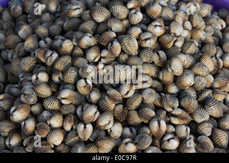 Fresh cardidi nel mercato del pesce pier Foto Stock