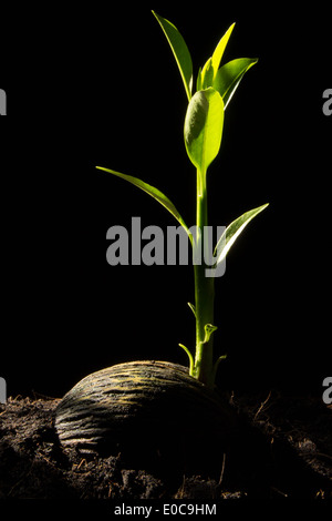 I germogli giovani nel suolo Foto Stock