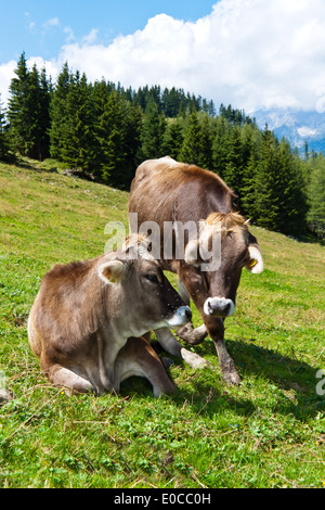 Numerose mucche pascolare su un alp e godetevi l'estate. Animali in agricoltura, Mehrere Kuehe weiden auf einer Alm und geniessen Foto Stock