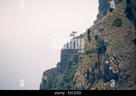 Moody paesaggio con albero solitario sulle montagne rocciose film colori Effetti Foto Stock