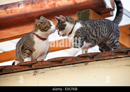 Due gatti giocare sul tetto di una casa, Zwei Katzen spielen auf dem Dach eines Hauses Foto Stock