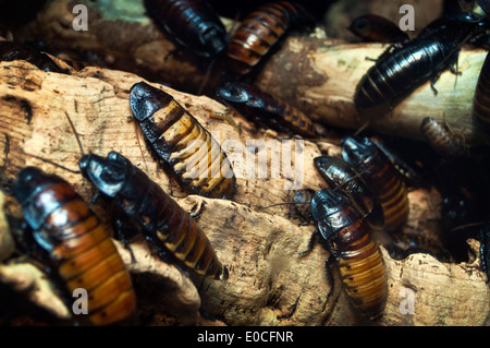 Madagascar scarafaggi sibilante (Gromphadorhina portentosa) in natura Foto Stock