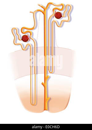 Rene nephron, disegno Foto Stock