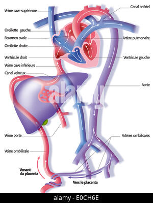 Fetale circolazione sanguigna Foto Stock