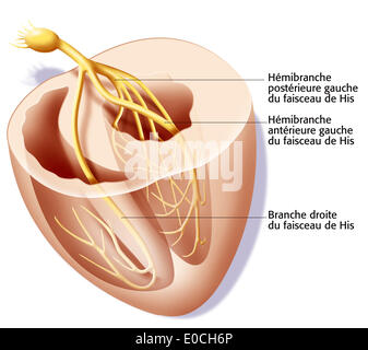 Frequenza cardiaca, illustrazione Foto Stock