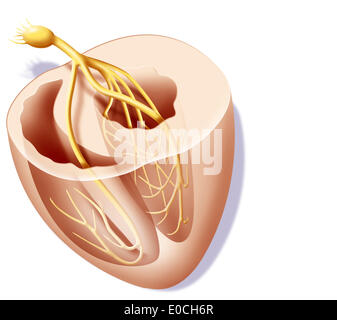 Frequenza cardiaca, illustrazione Foto Stock