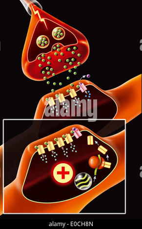 Synapse, disegno Foto Stock