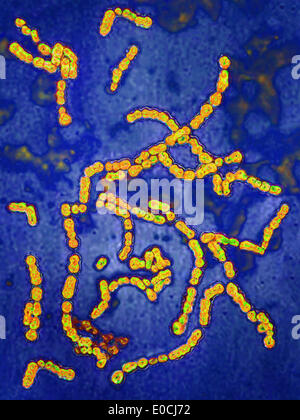 Streptococcus pyogenes Foto Stock