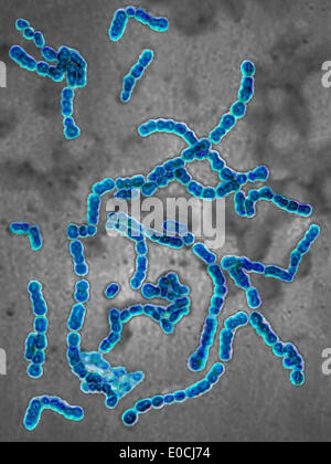 Streptococcus pyogenes Foto Stock