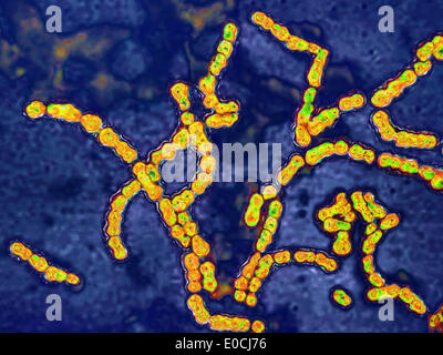 Streptococcus pyogenes Foto Stock