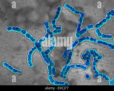 Streptococcus pyogenes Foto Stock