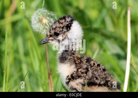 Perdere dettagliata di un comune unfledged pavoncella pulcino ( vanellus vanellus) con un altino tarassaco in background Foto Stock