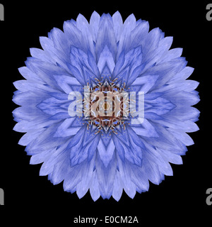 Mandala blu fiordaliso Centaurea cyanus Flower. Design caleidoscopica isolati su sfondo nero Foto Stock