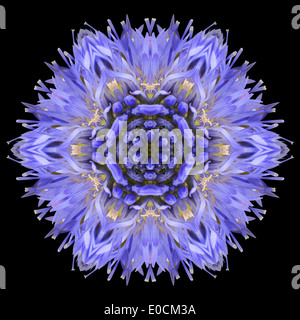 Mandala blu fiordaliso Centaurea cyanus Flower. Design caleidoscopica isolati su sfondo nero Foto Stock