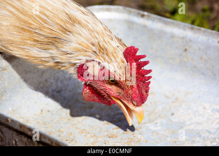 Liberamente in esecuzione il pollo sul prato di un imprenditore Foto Stock