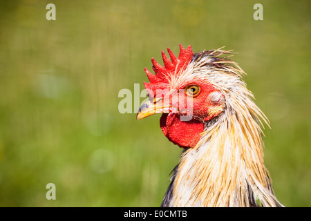 Liberamente in esecuzione il pollo sul prato di un imprenditore Foto Stock