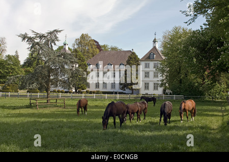 Europa, Deutschland, Schleswig Holstein, Panker, Gut Panker, Herrenhaus, Pferde auf einer Weide vor dem Herrenhaus Foto Stock