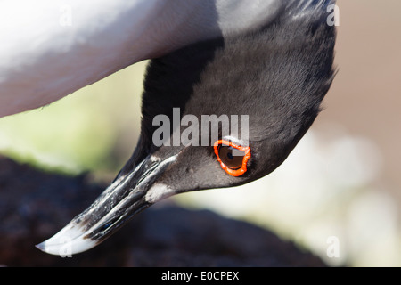 Close up di un swallow tailed gull, Isola di Torre di Genovesa, Galapagos, Ecuador, Sud America Foto Stock