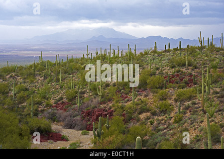 Saguaros e altri cactusses al parco nazionale del Saguaro, del Deserto di Sonora, Arizona, Stati Uniti d'America, America Foto Stock