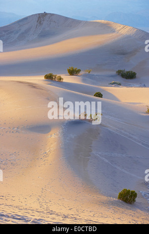 Vista di Mesquite Flat dune di sabbia di sera, il Parco Nazionale della Valle della Morte, California, USA, America Foto Stock