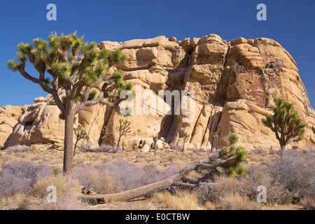 Joshua tree e rock a valle nascosta a Joshua Tree National Park, Deserto Mojave, California, USA, America Foto Stock