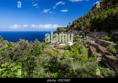 Costa mediterranea road, station wagon con terreno terrazzato, Banyalbufar, Mallorca, Spagna Foto Stock