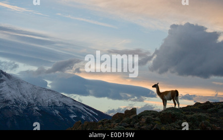 Guanaco al tramonto sulle montagne di Torres del Paine, Cile (Lama guanico) Foto Stock