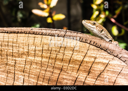 Ripresa macro di una piccola lucertola marrone godendo il sole su un tronco di legno Foto Stock