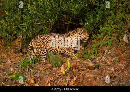 Maschi selvatici Jaguar stalking nel tardo pomeriggio della luce del sole. Cuiaba River, Pantanal del Nord, Brasile. (Panthera onca palustris) Foto Stock