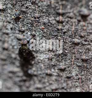 Macro estremo colpo di una casa comune volare su un oscuro di corteccia di albero Foto Stock