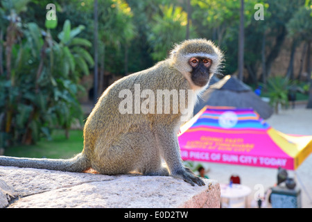 Vervet monkey sulla parete a valle delle onde, Sun City resort per vacanze Pilanesberg, nord ovest della provincia, Repubblica del Sud Africa Foto Stock